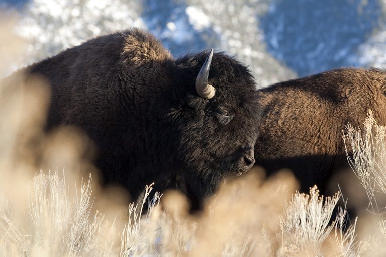 buffalo 0143