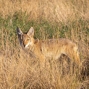 Evening Coyote In The Long Grasses