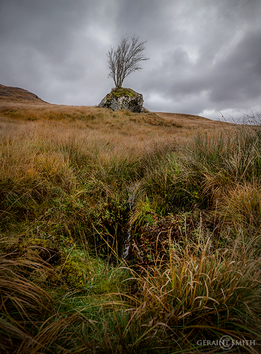 Highlands of Scotland Tree