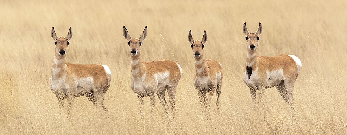 Geraint Smith pronghorn 6613