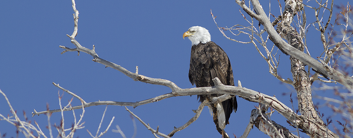 bald eagle 2894