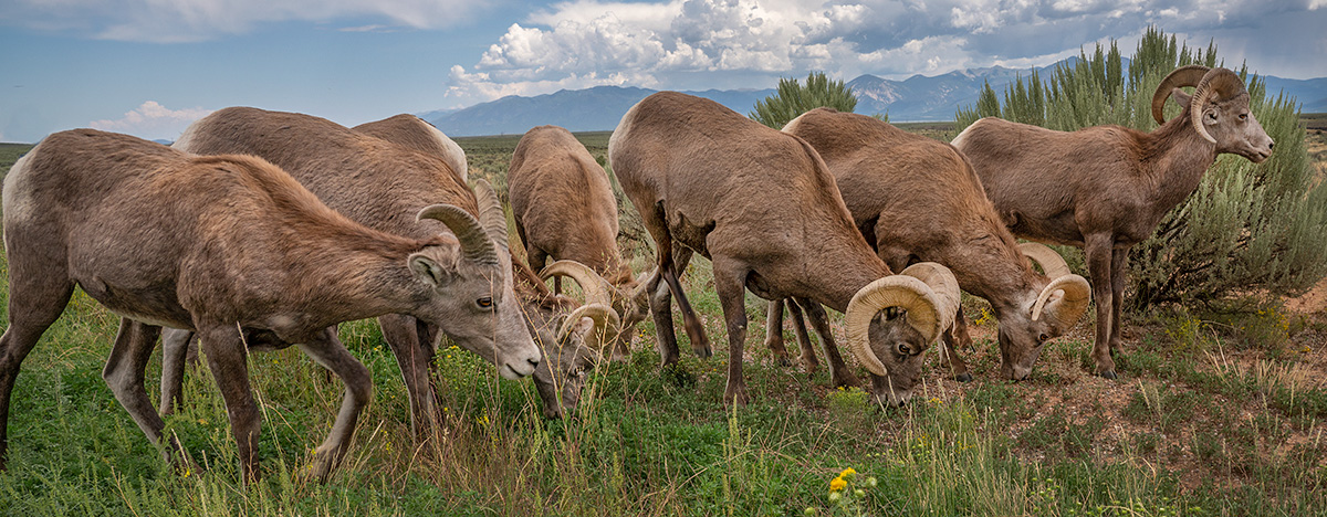 Bighorn Sheep Rio Grande Gorge