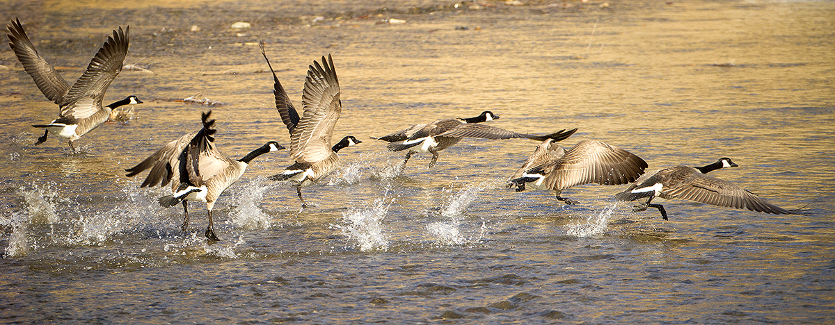 canada geese lift off 6721