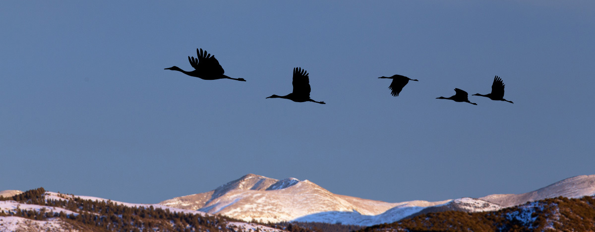 cranes silhouette sangre de cristos 0368