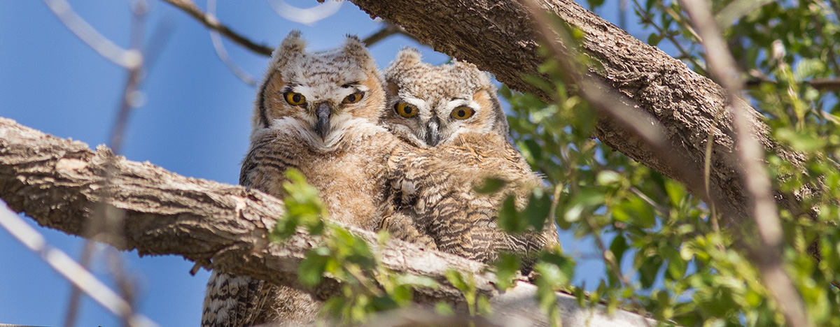 great horned owls juvenile 4978