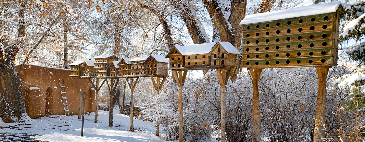 mabel dovecots 4978