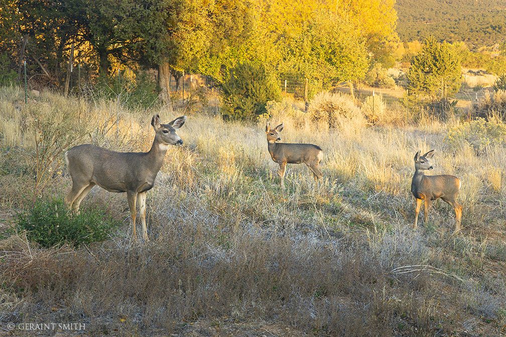 Mule Deer Family Visit The San Cristobal Valley New Mexico