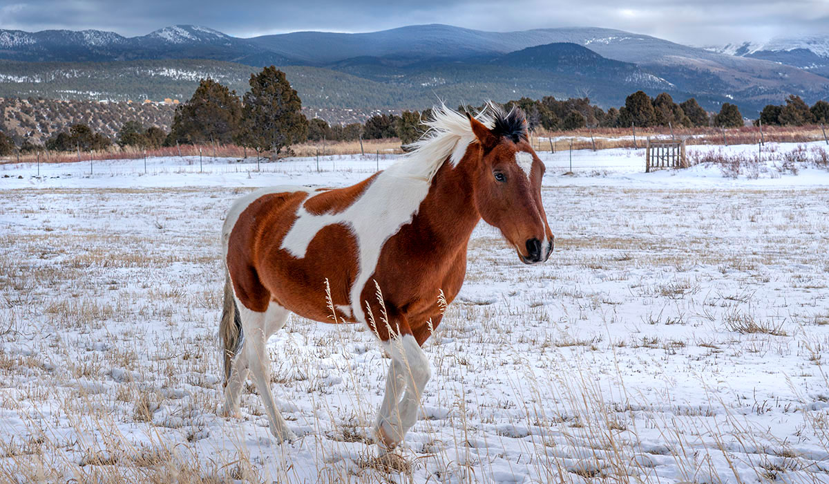 Pinto pony in Llano de San Juan, NM