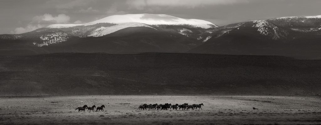 wild horses sepia blur 7785