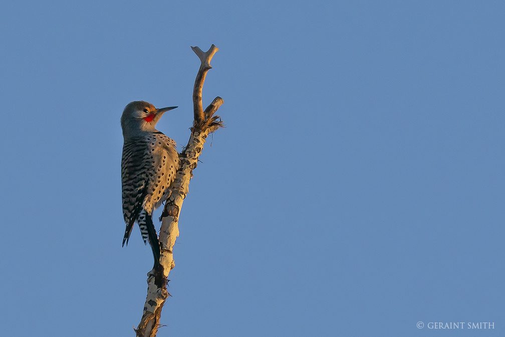 Northern Flicker in the evening light on top of the cottonwood tree, San Cristobal.