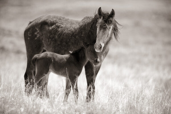 Chaco, Horse and Foal