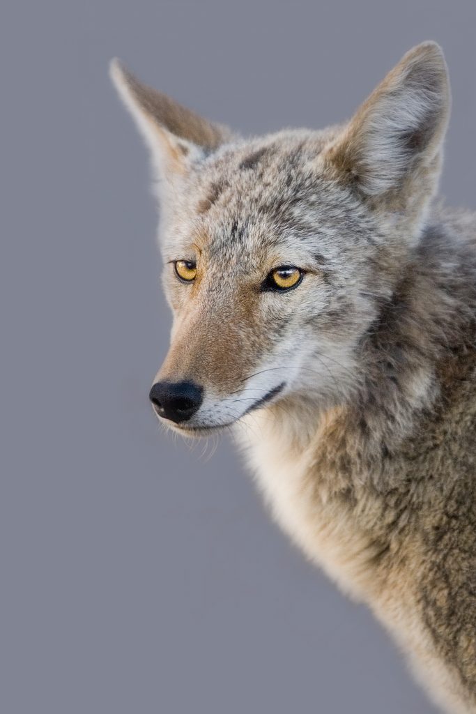 Coyote Eyes | Geraint Smith Photography