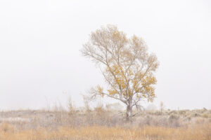 Snowy Meadows, Lone Tree