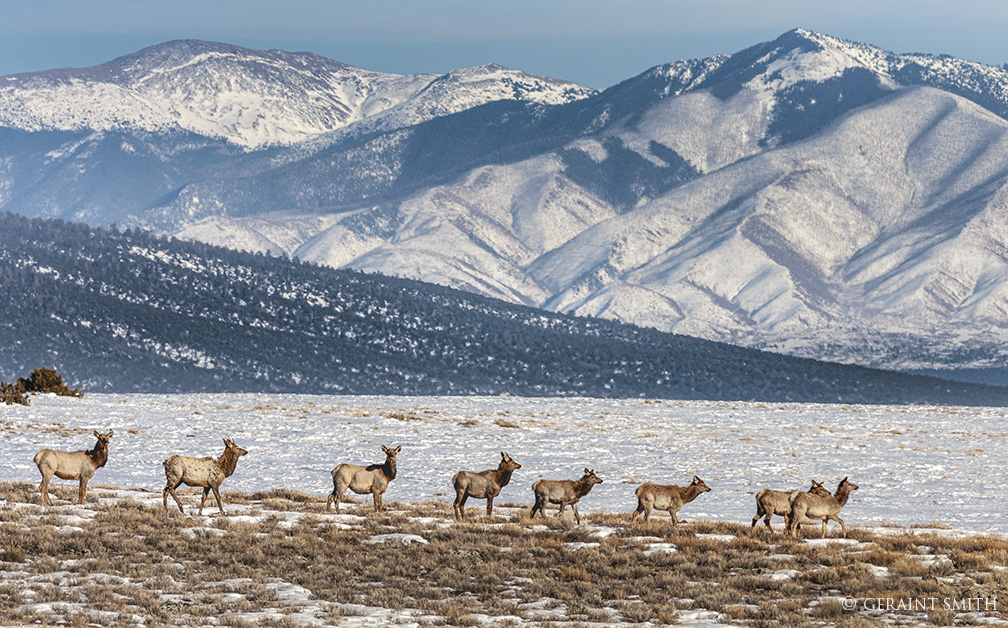 Elk herd in the Rio Grande del Norte