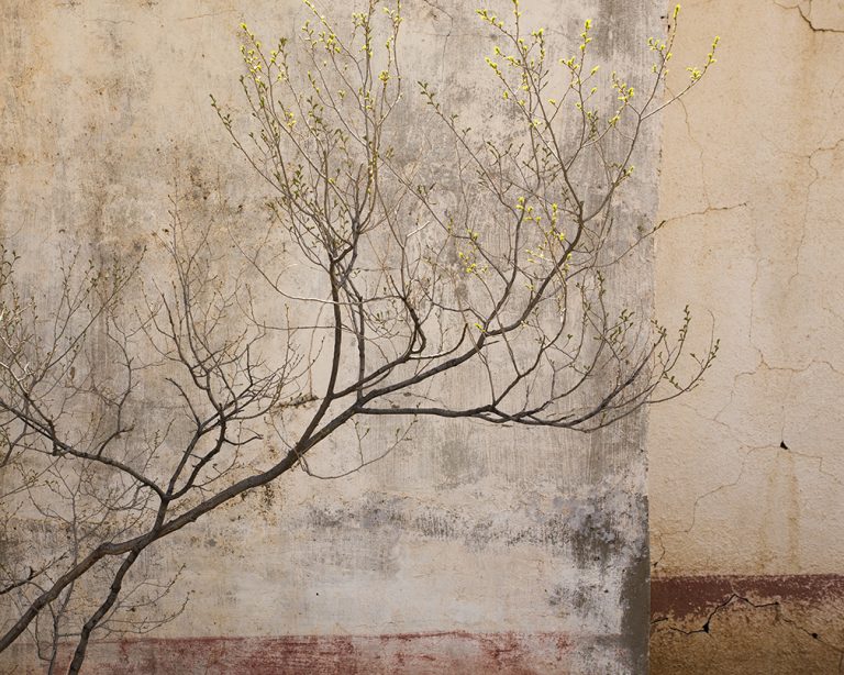Tree, Wall Patina
