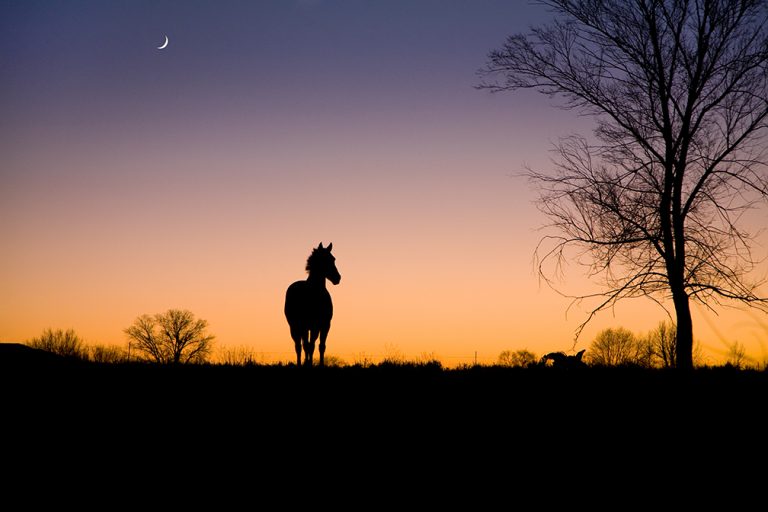 Horse, Moon, Sunset
