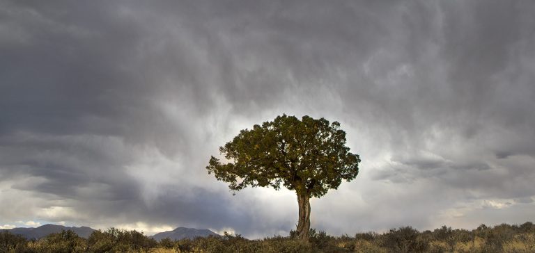 Mesa Juniper Tree