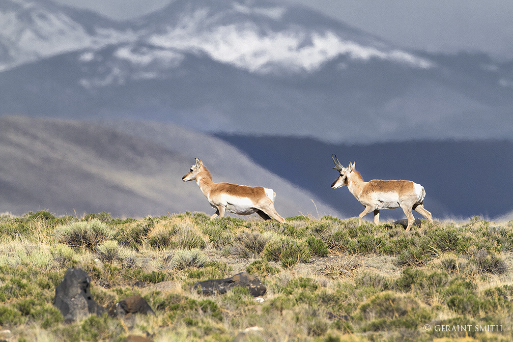 Pronghorn in the Rio Grande del Norte