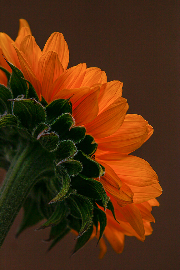 Sunflower Orange