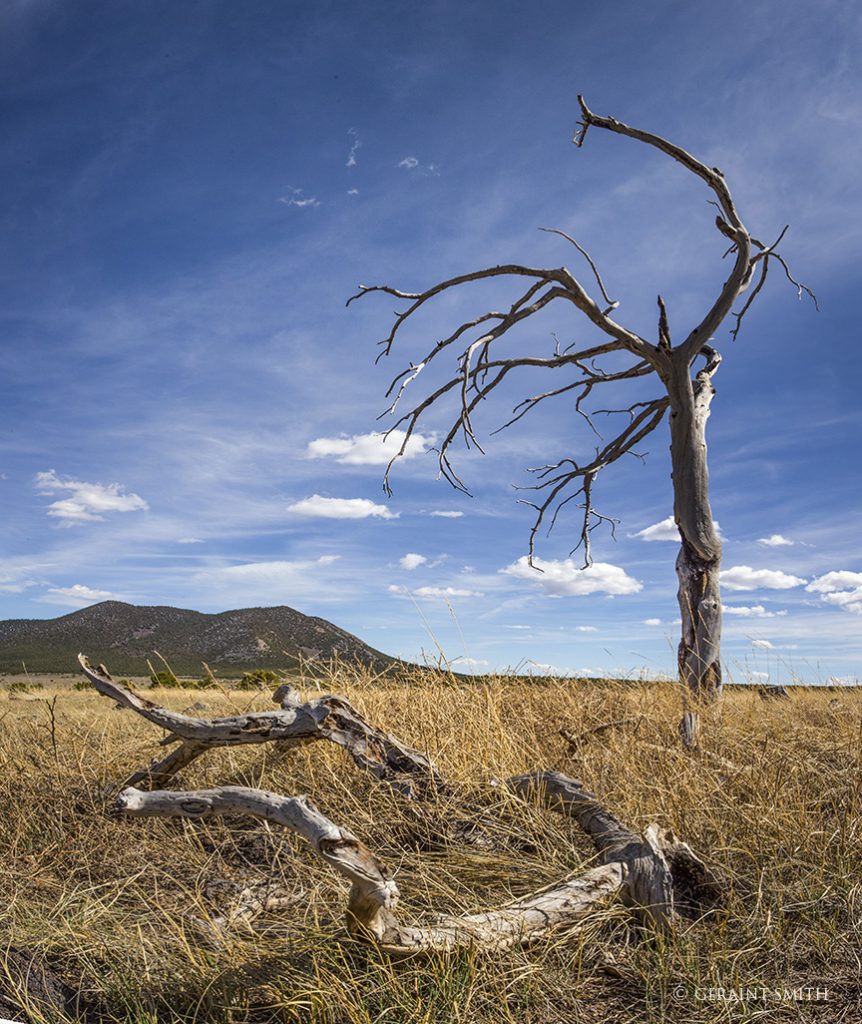 Lone tree on the plateau