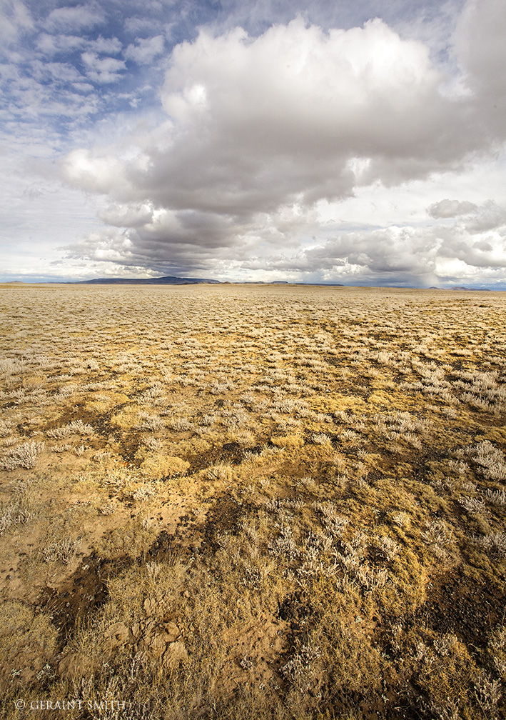 Ground cover on the Volcanic Plateau