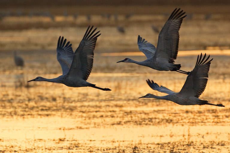Three Dawn Cranes