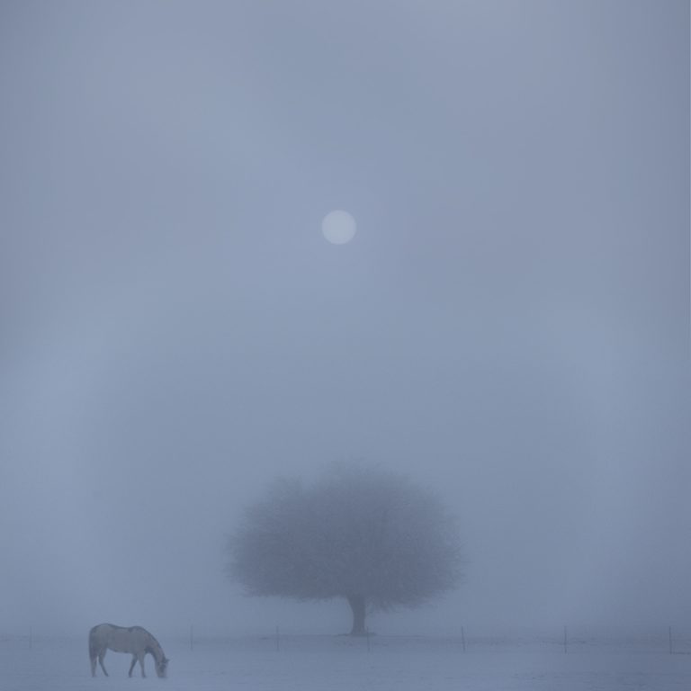 Horse tree, fog San Luis Valley