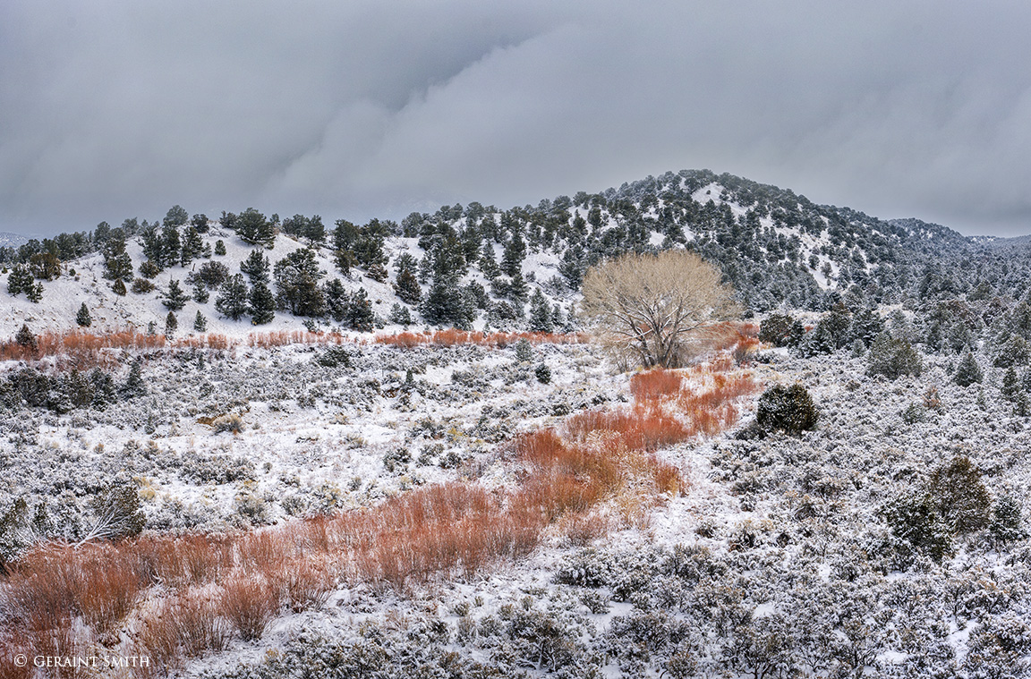 Red Willows and cottonwood tree