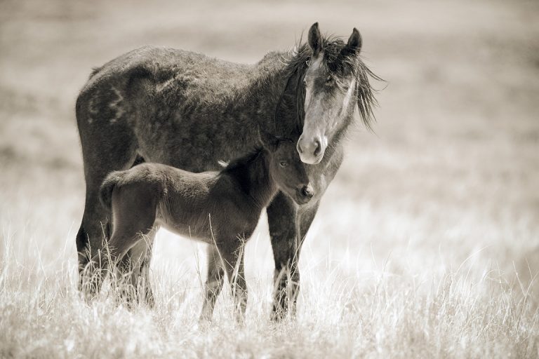Chaco Horses, Mare and Foal