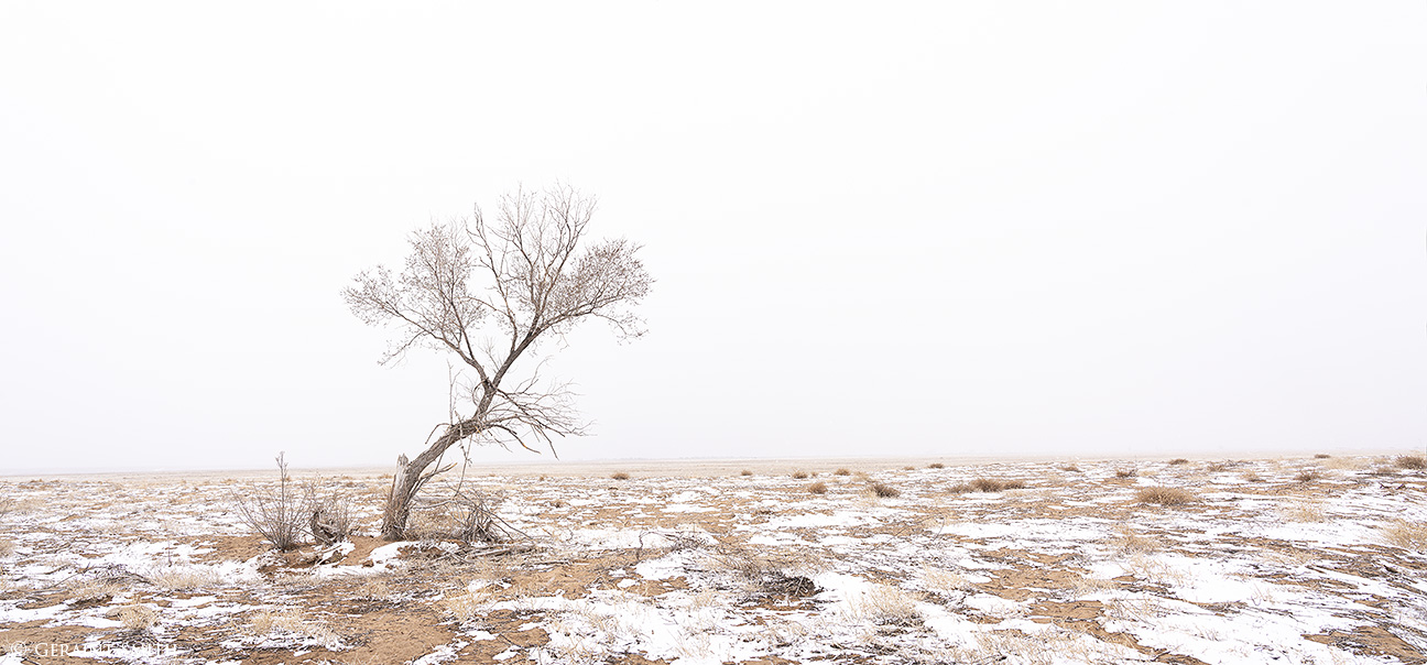 Lone Tree, San Luis Valley, Colorado