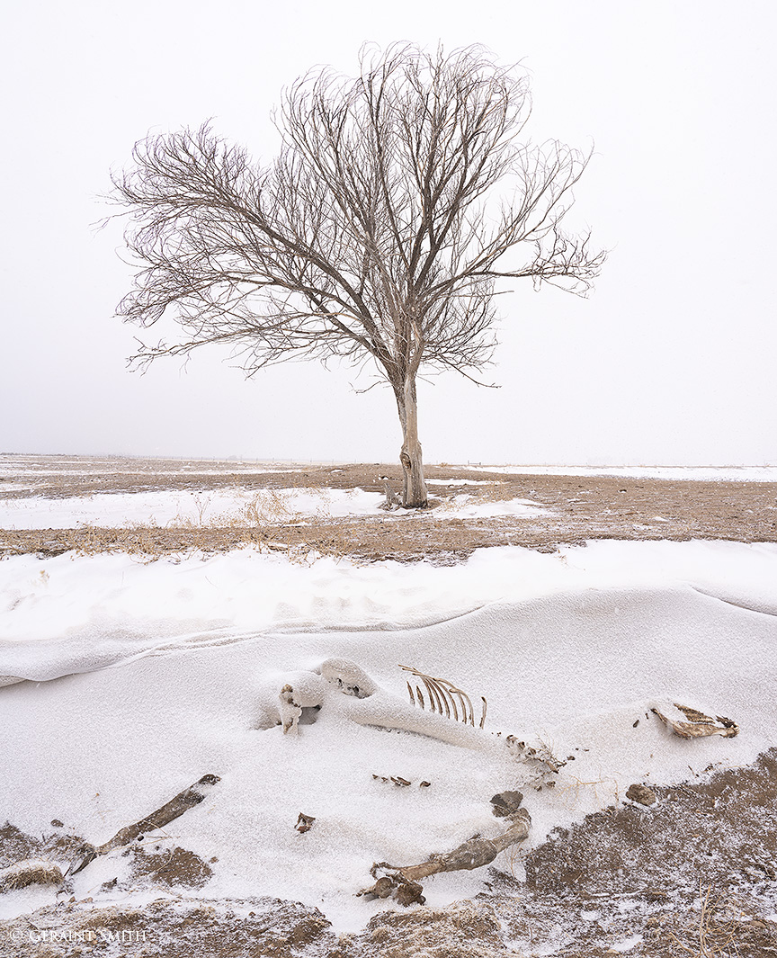 Horse skeleton and tree