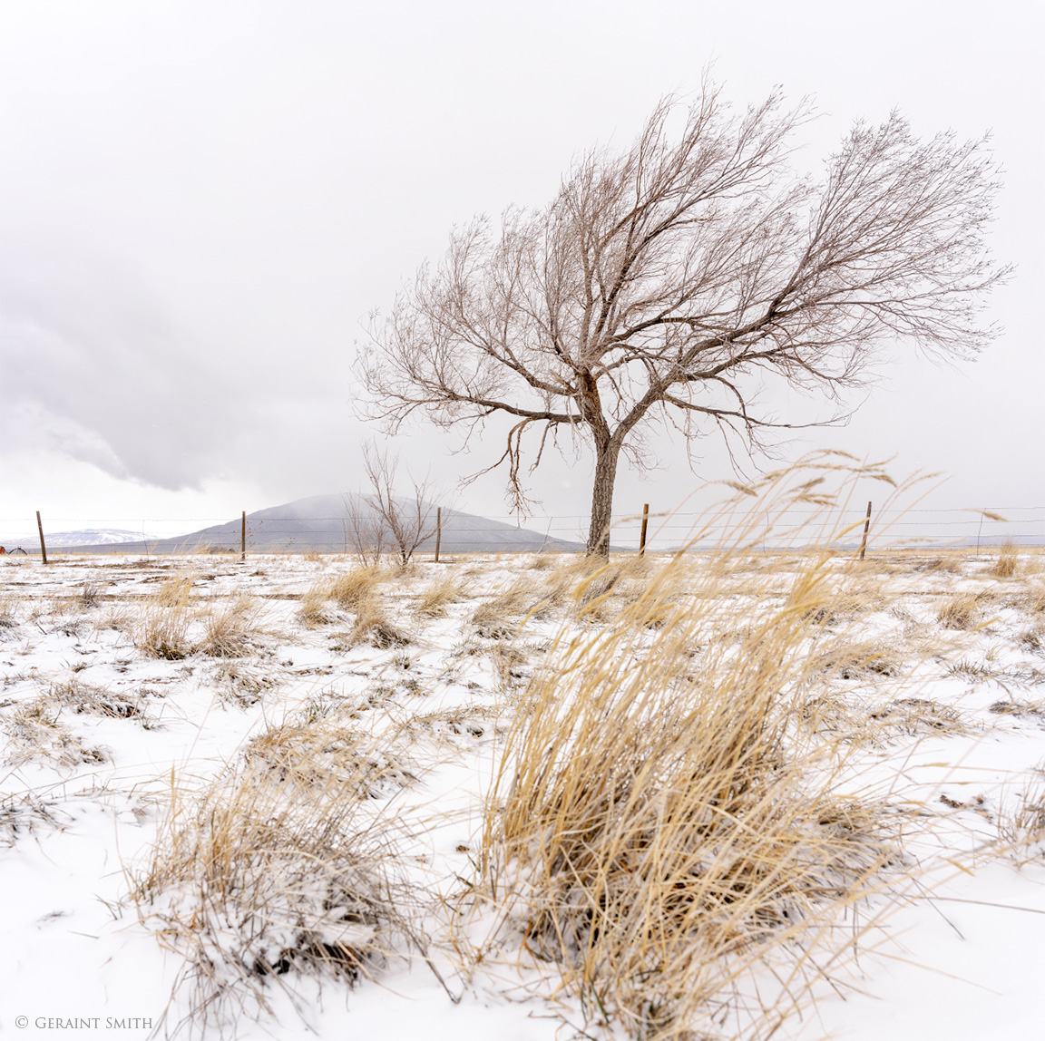 Ute Mountain Tree