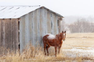 Horse Shelter, Ranchos de Taos