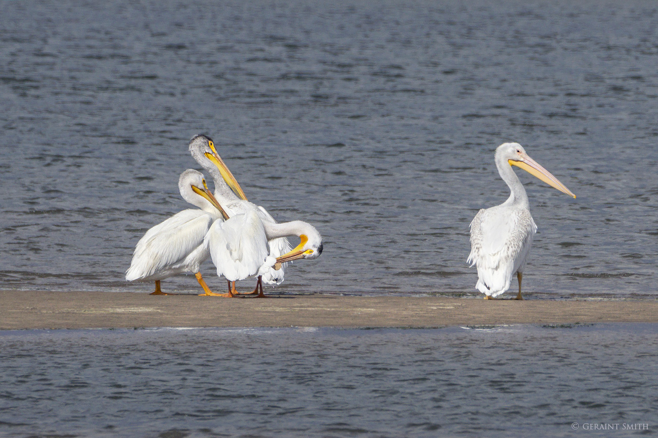 American white Pelicans