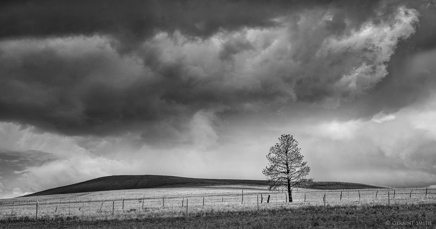 Tree and storm clouds Rainsville, NM