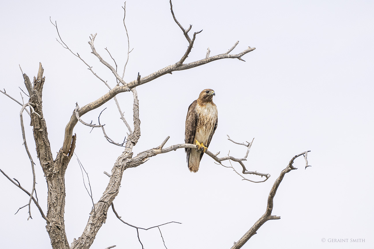 Female Red-tailed Hawk