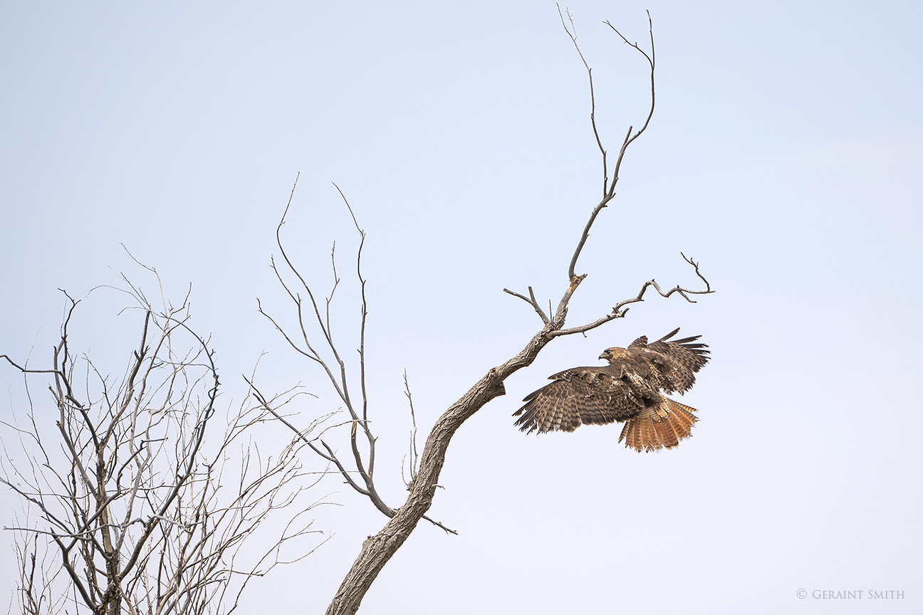 Male Red-tailed Hawk