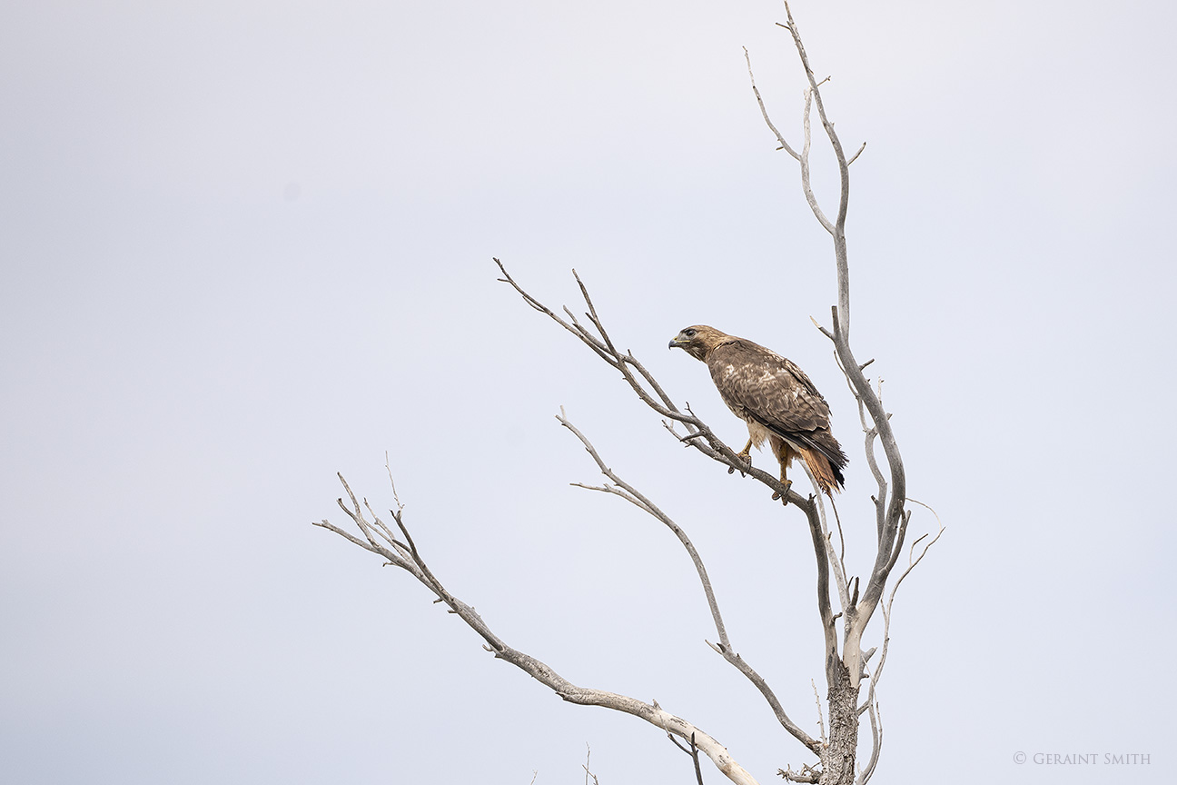 A Male Red-tailed Hawk