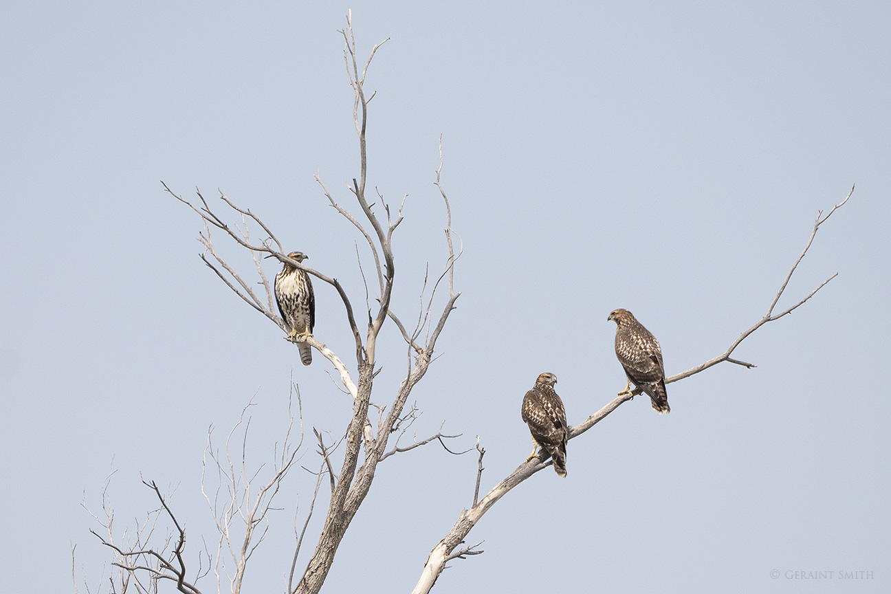 Three juvenile Red-tailed Hawks