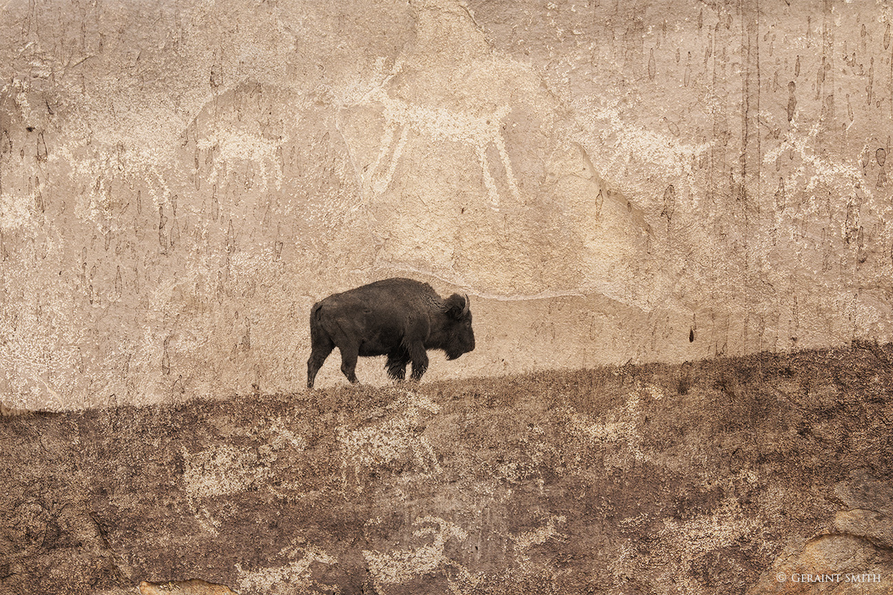 Bison and Petroglyphs