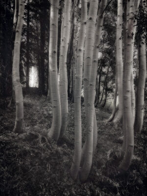 Aspen grove, print