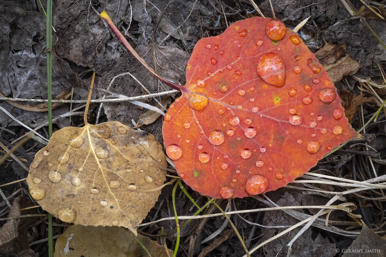 Aspen Leaves, dewdrops