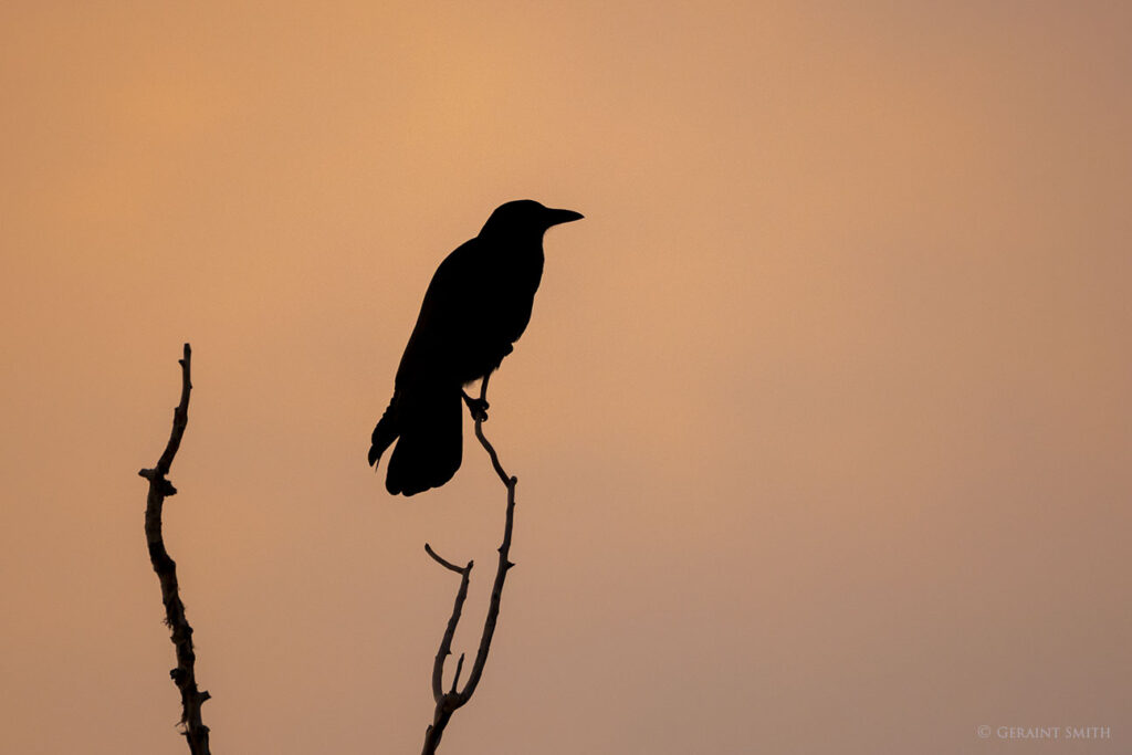 American Crow, San Cristobal, NM