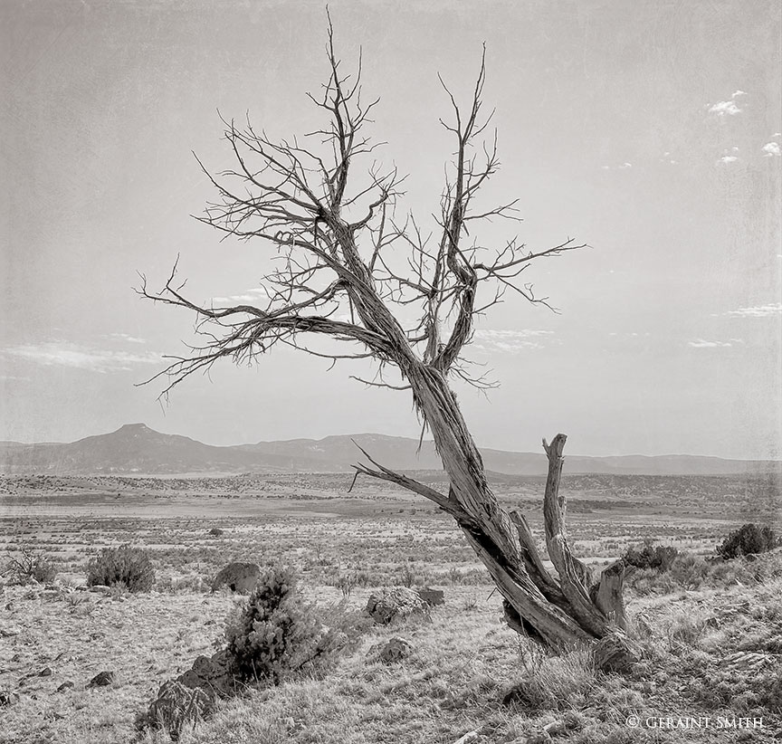 Tree along the Rio Chama New Mexico