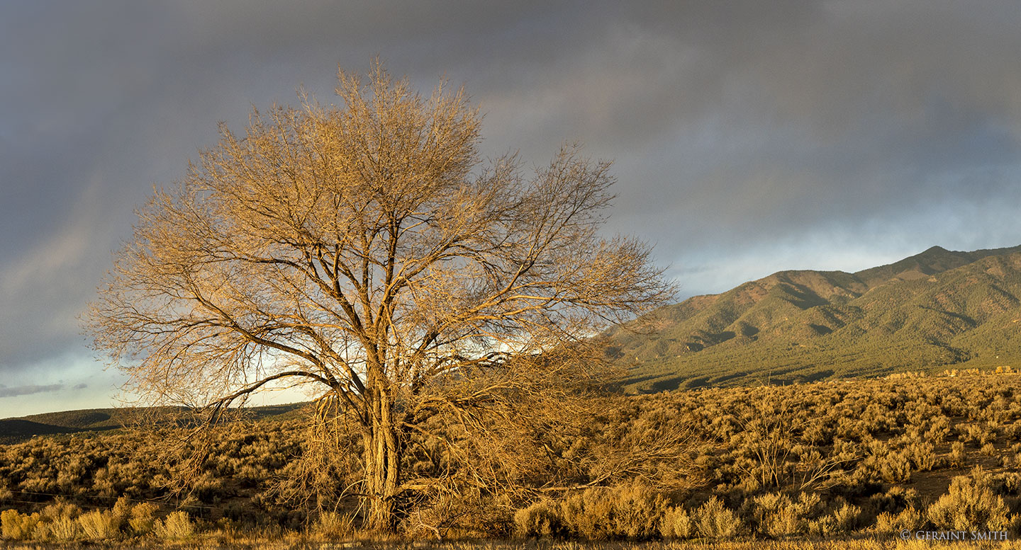 Tree in the evening light, Highway 522 NM