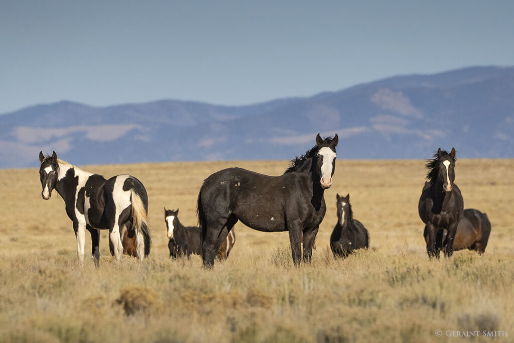 Wild Horses, San Luis, Colorado