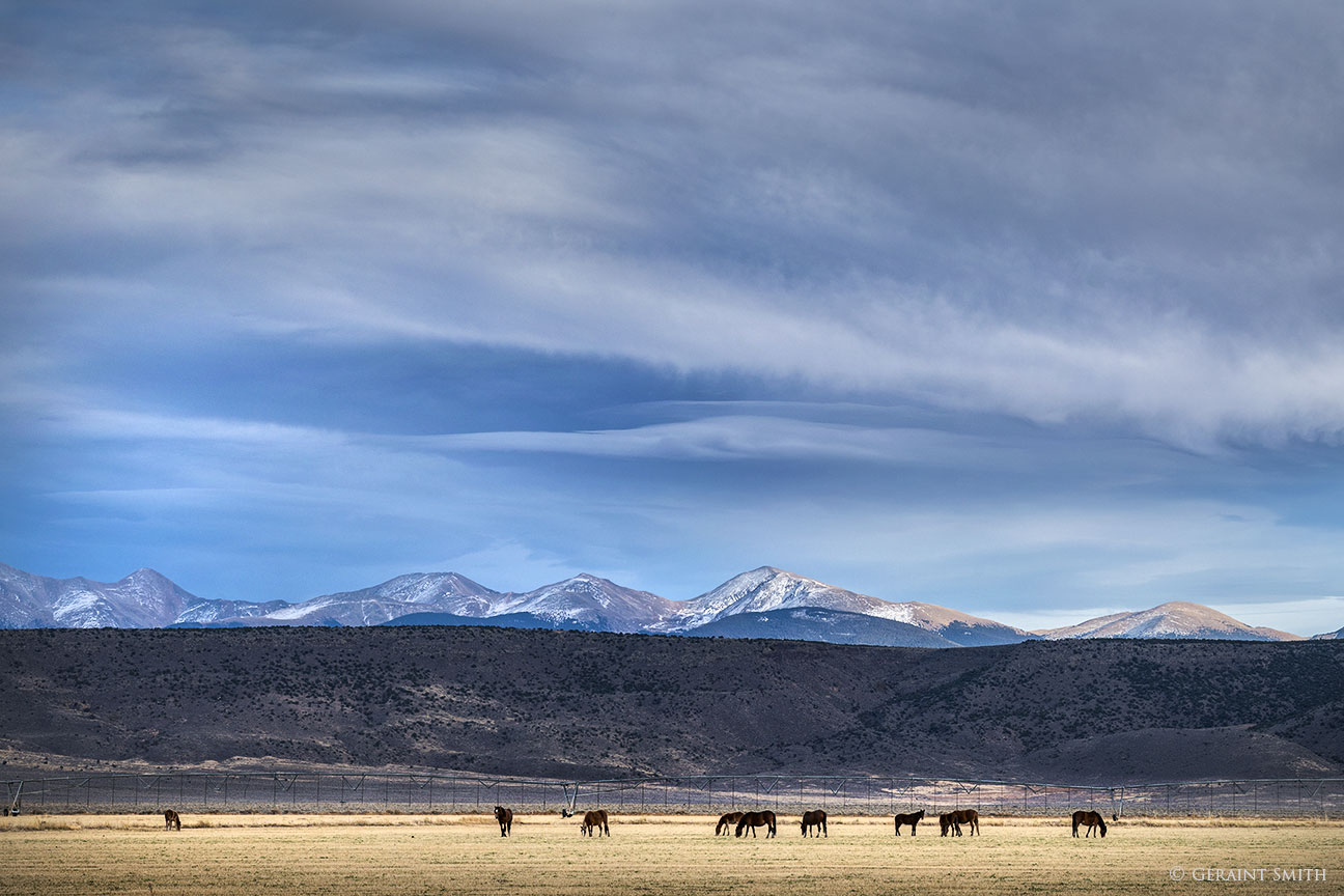 Wild horses, San Luis Valley, Colorado