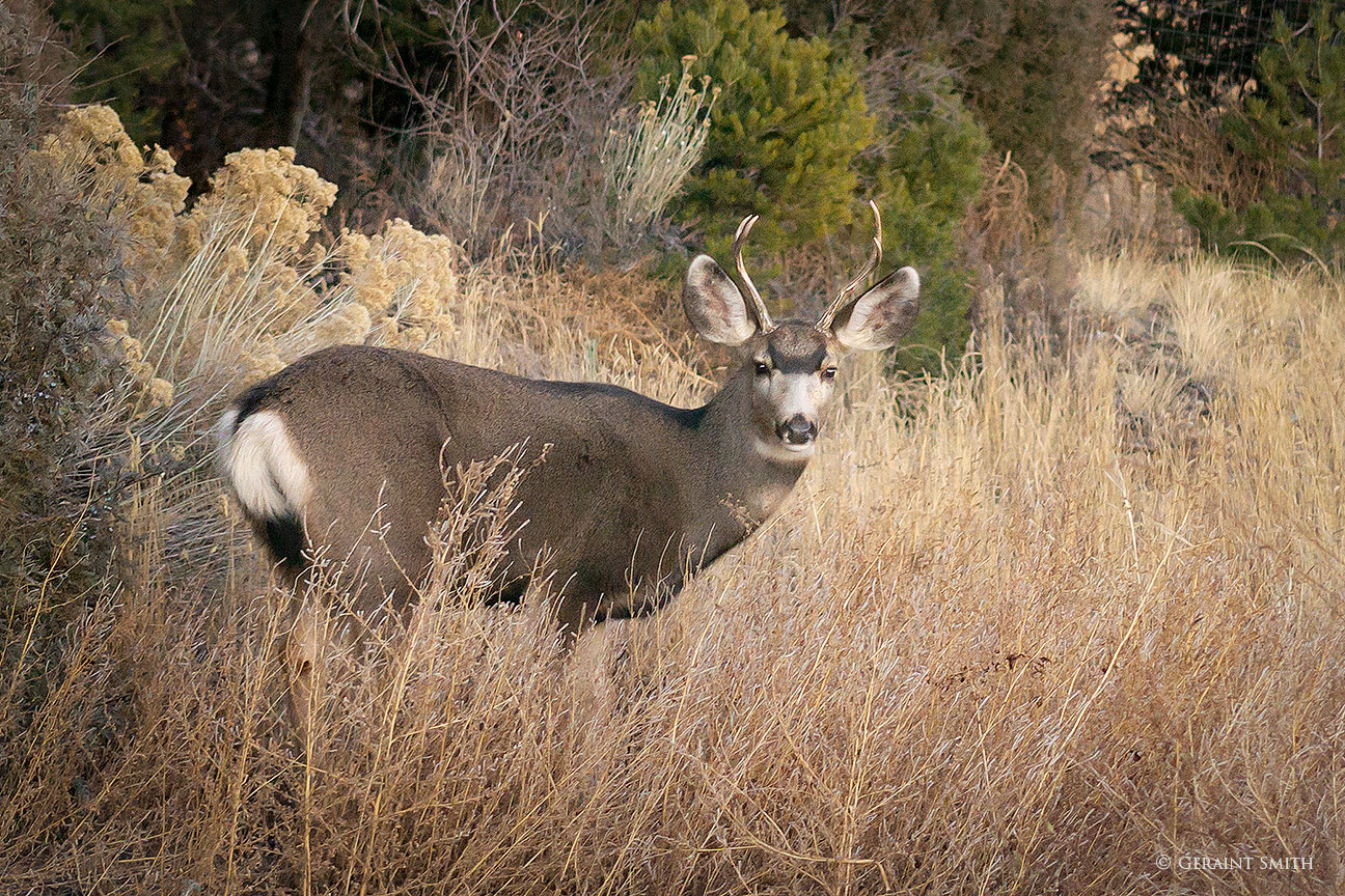 Mule Deer, San Cristobal