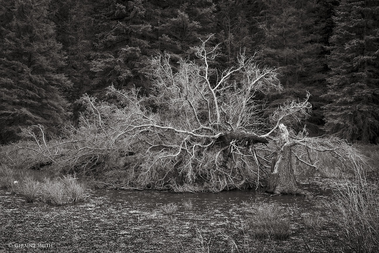 Fallen Tree, Valle Vidal