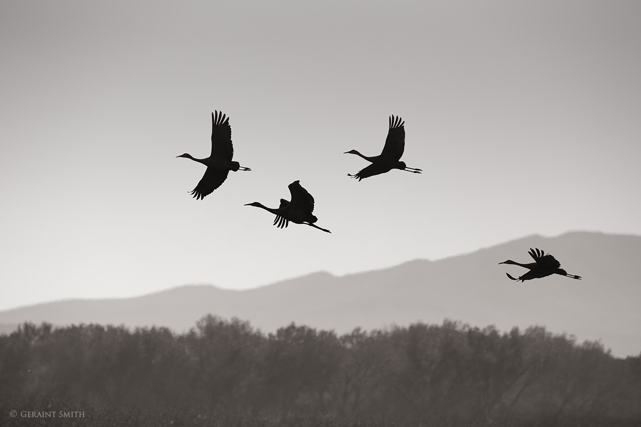 Sandhill cranes, in flight, Bosque del Apache